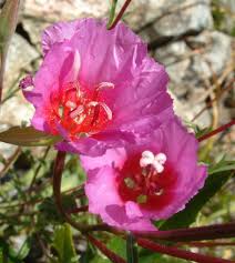 Attēlu rezultāti vaicājumam “Collaria rubens”