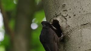 Attēlu rezultāti vaicājumam “Dryocopus martius nest”