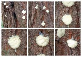 Attēlu rezultāti vaicājumam “Reticularia lycoperdon spores”