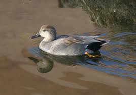 Attēlu rezultāti vaicājumam “Anas strepera female”