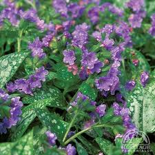 Attēlu rezultāti vaicājumam “Pulmonaria saccharata”