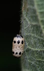 Attēlu rezultāti vaicājumam “Ichneumonidae cocoon”