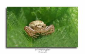 Attēlu rezultāti vaicājumam “Xysticus ulmi”