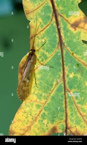 Attēlu rezultāti vaicājumam “Phryganeidae”