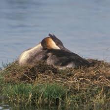 Attēlu rezultāti vaicājumam “Podiceps cristatus nest”