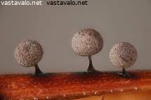 Attēlu rezultāti vaicājumam “Lamproderma nigrescens”