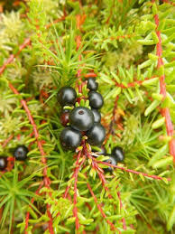 Attēlu rezultāti vaicājumam “Empetrum nigrum leaf”
