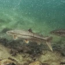 Image result for Ptychocheilus grandis