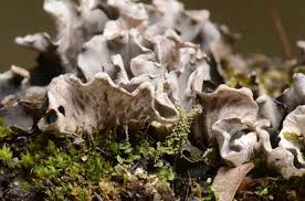 Attēlu rezultāti vaicājumam “Peltigera canina”