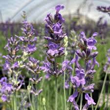 Attēlu rezultāti vaicājumam “Lavandula angustifolia leaf”