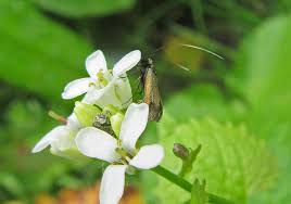 Attēlu rezultāti vaicājumam “Cauchas rufimitrella”