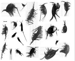 Attēlu rezultāti vaicājumam “Copepoda”