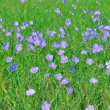 Attēlu rezultāti vaicājumam “Linum usitatissimum flower”