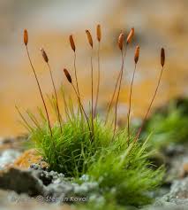 Attēlu rezultāti vaicājumam “Distichium capillaceum”