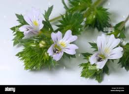 Attēlu rezultāti vaicājumam “Euphrasia”