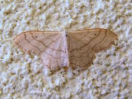 Attēlu rezultāti vaicājumam “Idaea aversata”