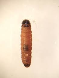 Attēlu rezultāti vaicājumam “Coleophora alticolella”