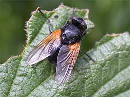 Attēlu rezultāti vaicājumam “Mesembrina meridiana”