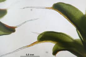 Attēlu rezultāti vaicājumam “Syntrichia virescens”