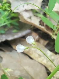 Attēlu rezultāti vaicājumam “Vicia hirsuta flower”