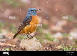 Image result for Monticola saxatilis