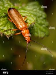 Attēlu rezultāti vaicājumam “Rhagonycha fulva”