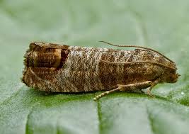 Attēlu rezultāti vaicājumam “Cydia pomonella”