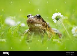 Attēlu rezultāti vaicājumam “Rana temporaria adult”