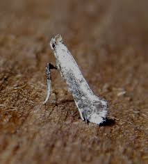 Attēlu rezultāti vaicājumam “Parornix anglicella”