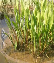 Attēlu rezultāti vaicājumam “Alisma plantago-aquatica fruit”