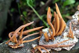 Attēlu rezultāti vaicājumam “Macrotyphula fistulosa”