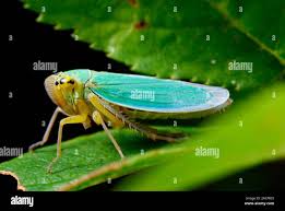 Attēlu rezultāti vaicājumam “Cicadella viridis female”