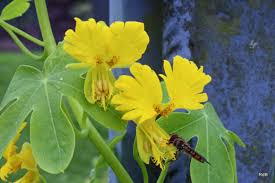 Attēlu rezultāti vaicājumam “Tropaeolaceae”