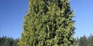 Attēlu rezultāti vaicājumam “Thuja plicata”