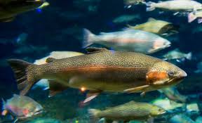Image result for Oncorhynchus mykiss