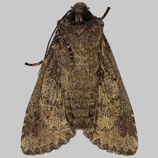 Attēlu rezultāti vaicājumam “Mamestra brassicae exuvia”