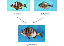 Image result for Diplodus cervinus