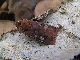 Attēlu rezultāti vaicājumam “Cerastis leucographa”