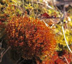 Attēlu rezultāti vaicājumam “Philonotis sporophyte”