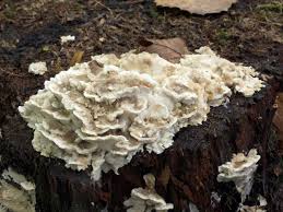 Attēlu rezultāti vaicājumam “Postia leucomallella”