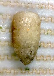 Image result for Vazella pourtalesii