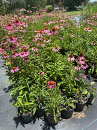 Attēlu rezultāti vaicājumam “Echinacea purpurea flower”