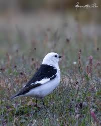 Attēlu rezultāti vaicājumam “Plectrophenax nivalis adult”