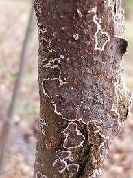 Attēlu rezultāti vaicājumam “Peniophora laurentii”