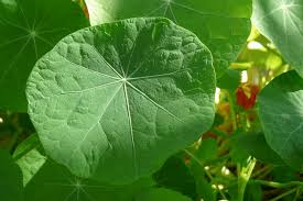 Attēlu rezultāti vaicājumam “Tropaeolum majus fruit”