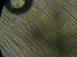 Attēlu rezultāti vaicājumam “Pseudotaxiphyllum elegans macro”