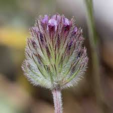 Attēlu rezultāti vaicājumam “Trifolium medium bud”