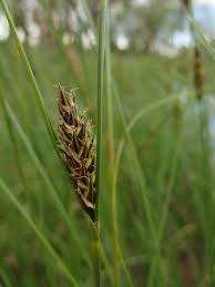 Attēlu rezultāti vaicājumam “Carex lasiocarpa fruit”