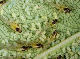 Attēlu rezultāti vaicājumam “Aphididae”