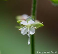 Attēlu rezultāti vaicājumam “Circaea alpina flower”